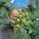 Aphelandra sinclairiana Flower