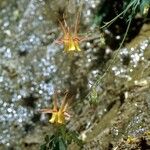 Aquilegia desertorum Hábitos