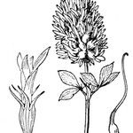 Trifolium vesiculosum Outro