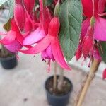 Fuchsia × standishii Çiçek