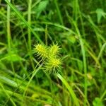 Carex hystericina Blad