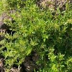 Rubia fruticosa Hoja