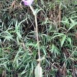 Disperis discifera Habit