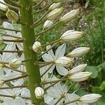 Eremurus robustus Fleur