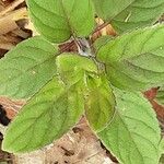 Mentha pulegium Feuille