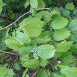 Corylus cornuta Leaf