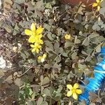 Oxalis corniculata Flor