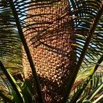 Cycas pectinata Flor