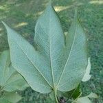 Sterculia apetala Leaf