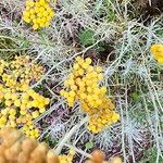 Helichrysum italicum Flor