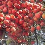 Bactris gasipaes Fruit