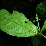 Croton brevipes Hoja