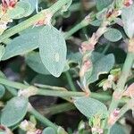 Polygonum arenastrum 葉