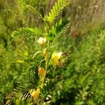 Chamaecrista fasciculata Elinympäristö