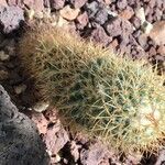 Mammillaria backebergiana Liść