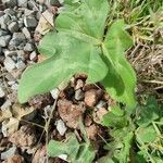 Vigna frutescens Leaf