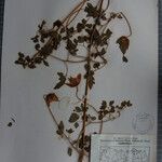 Clematis brevipes Otro