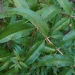 Aloysia citriodora Blad