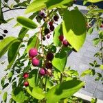 Amelanchier × lamarckii Frucht