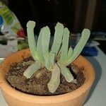 Cheiridopsis denticulata Hábito
