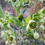 Helleborus foetidusBloem