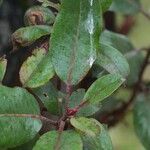 Arbutus xalapensis Blad