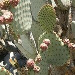 Opuntia rufida Habit