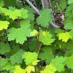 Acer glabrum Leaf