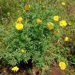 Tagetes erecta Hábitos