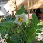 Solanum sisymbriifoliumKvět