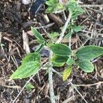 Philadelphus microphyllus Leaf