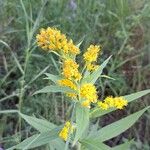 Solidago giganteaFlor