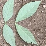 Julbernardia seretii Hoja