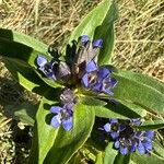 Gentiana cruciataFlower