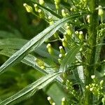 Conyza canadensis Лист