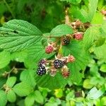 Rubus divaricatus Ovoce