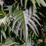 Quamoclit coccinea Likasa