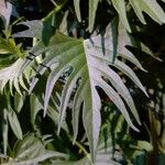 Ipomoea coccinea Leaf