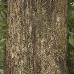 Manilkara bidentata Corteza