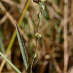 Bupleurum tenuissimum অন্যান্য