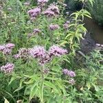 Eupatorium cannabinumBlomma