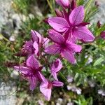 Epilobium dodonaei Blüte