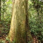 Irvingia excelsa چھال