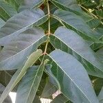 Ailanthus altissima 葉