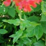 Lychnis chalcedonica Lapas