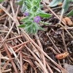 Echium arenarium Flower