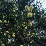 Acacia verticillata Folha