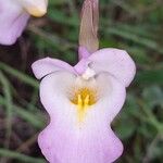 Eulophia cucullata Flor