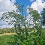 Rumex thyrsiflorus Ffrwyth