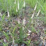 Polygala alba Pokrój